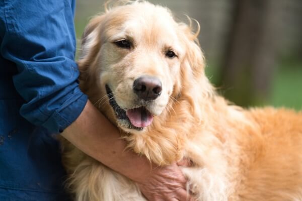 大型犬でも増額なし！